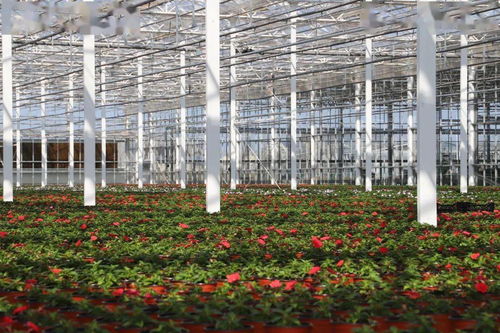 光明超級工廠 花博會背后的“牛”氣與花卉銷售新篇章