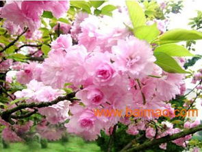 濰坊國慶菊優(yōu)質貨源尋蹤 批發(fā)生產(chǎn)廠家、價格及禮品花卉銷售指南