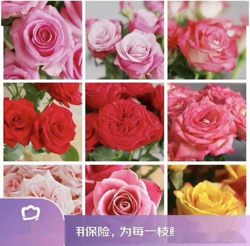 京東鮮花新花樣 615生活鮮花節(jié)創(chuàng)新高，引領動態(tài)禮品花卉銷售新趨勢